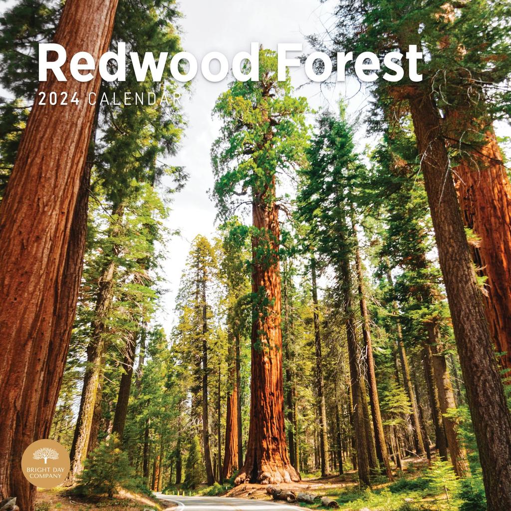 Redwood Forest 2024 Wall Calendar Main Product Image width=&quot;1000&quot; height=&quot;1000&quot;