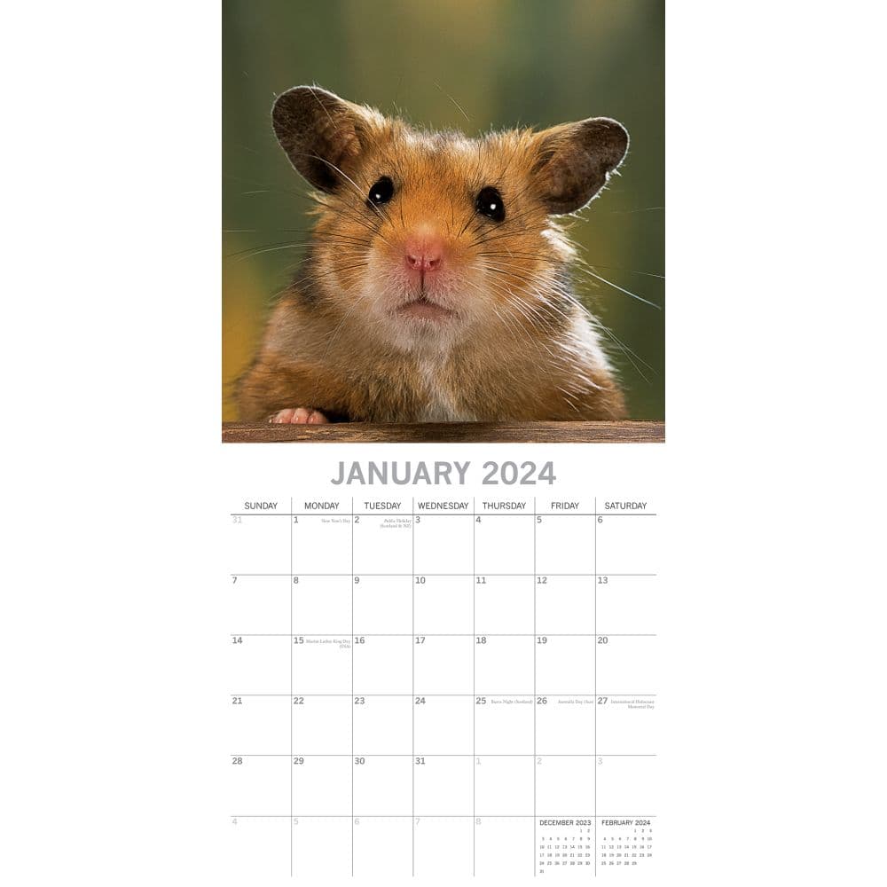 Hamsters 2024 Wall Calendar Alternate Image 2