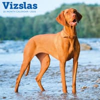 image Vizslas 2026 Wall Calendar Main Product Image