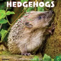 image Hedgehogs 2026 Wall Calendar  Main Image