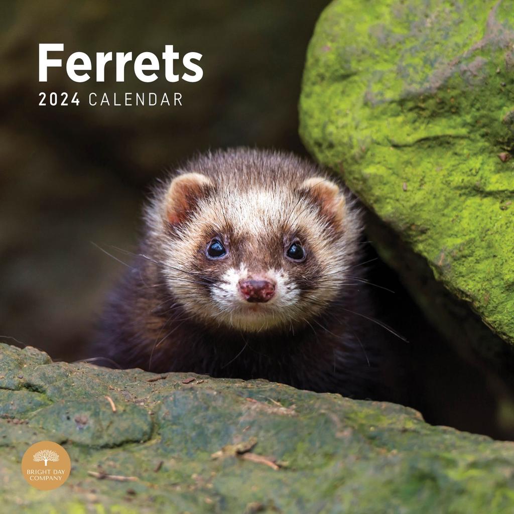 Ferrets 2024 Wall Calendar