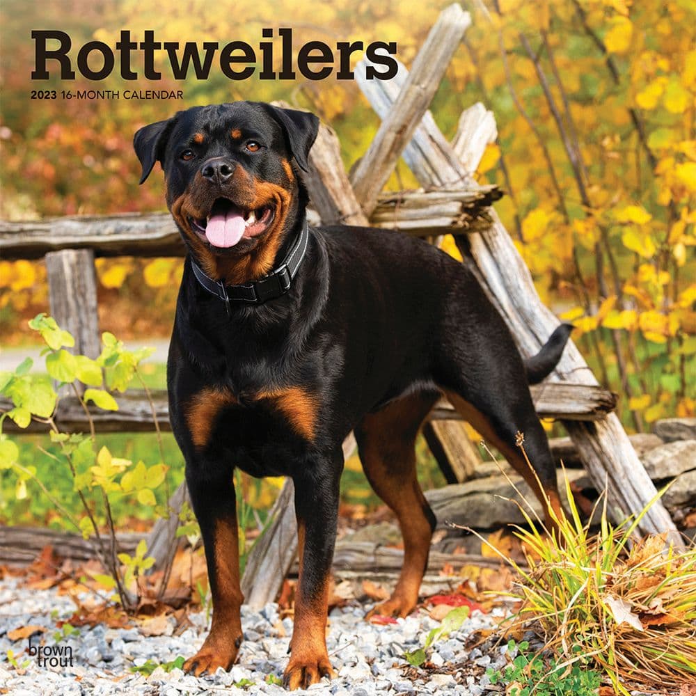 BrownTrout Rottweilers 2023 Square Wall Calendar