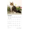 image Maine Coon Cats 2024 Wall Calendar Second Alternate Image width=&quot;1000&quot; height=&quot;1000&quot;