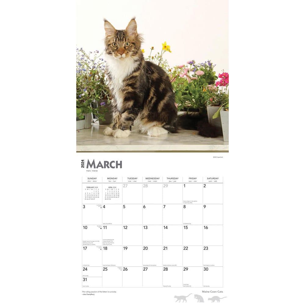 Maine Coon Cats 2024 Wall Calendar Second Alternate Image width=&quot;1000&quot; height=&quot;1000&quot;