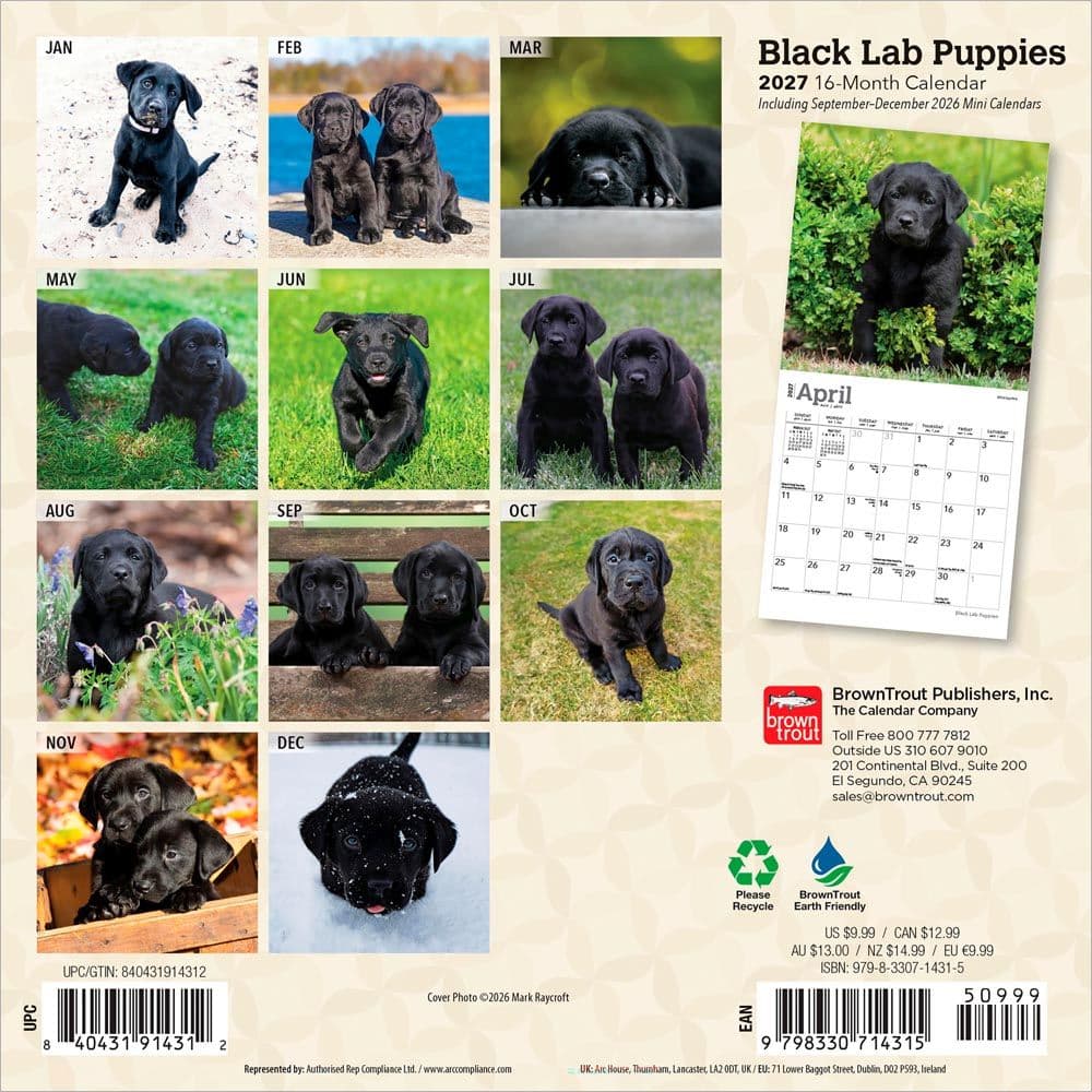 Black Lab Puppies 2027 Mini Wall Calendar First Alternate Image