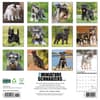 image Just Miniature Schnauzers 2025 Wall Calendar First Alternate Image width=&quot;1000&quot; height=&quot;1000&quot;