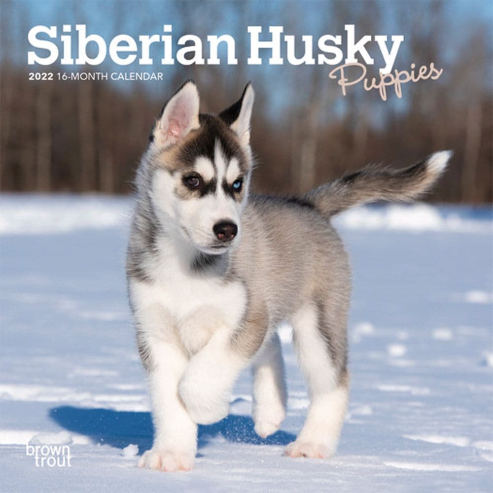 Siberian Husky Puppies 2022 Mini Wall Calendar