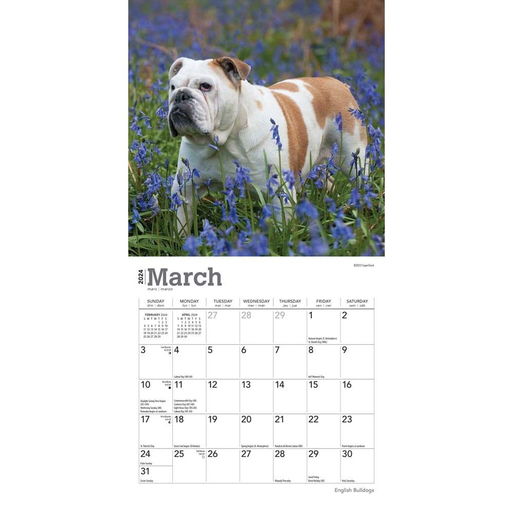 Bulldogs 2024 Mini Wall Calendar