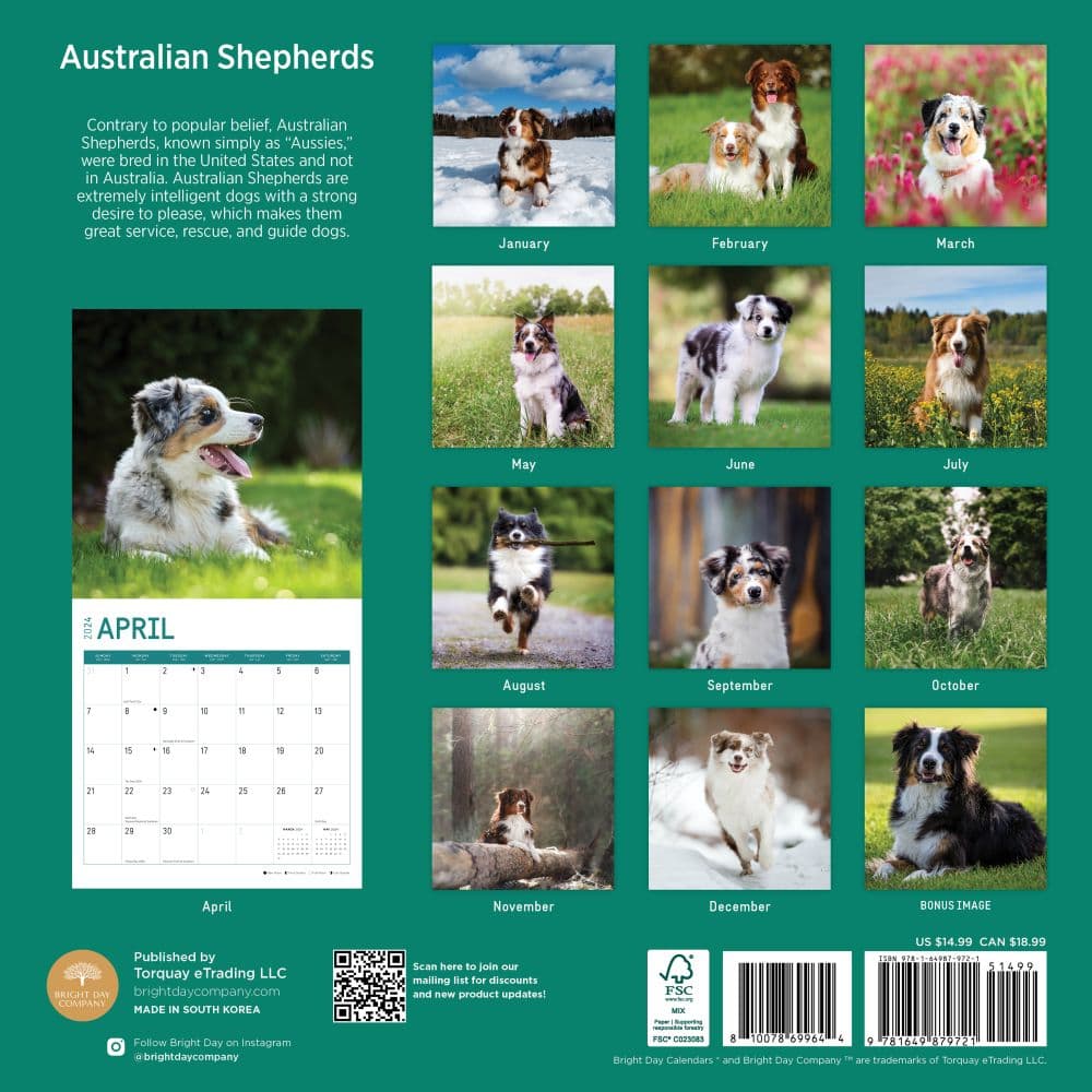 Australian Shepherds 2024 Wall Calendar