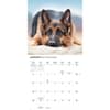 image Just German Shepherds 2026 Wall Calendar Second Alternate Image