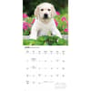 image Just Yellow Lab Puppies 2026 Wall Calendar Third Alternate Image