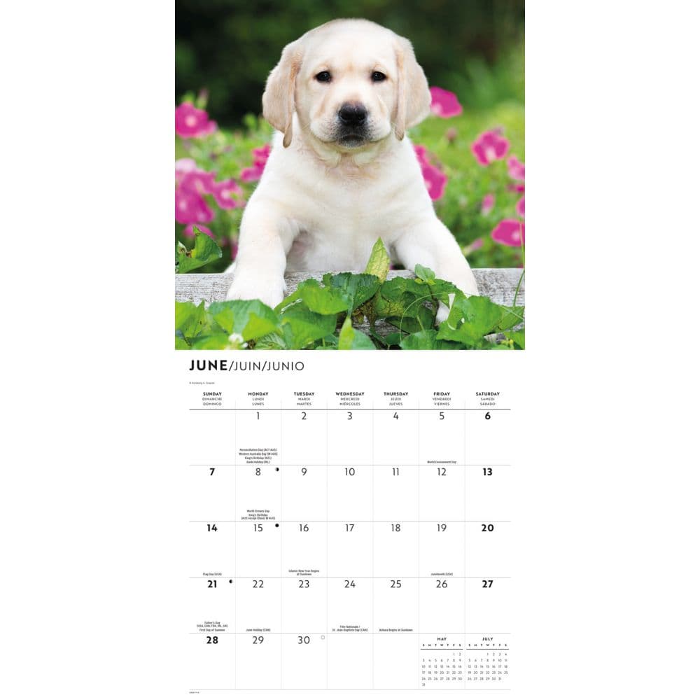 Just Yellow Lab Puppies 2026 Wall Calendar Third Alternate Image