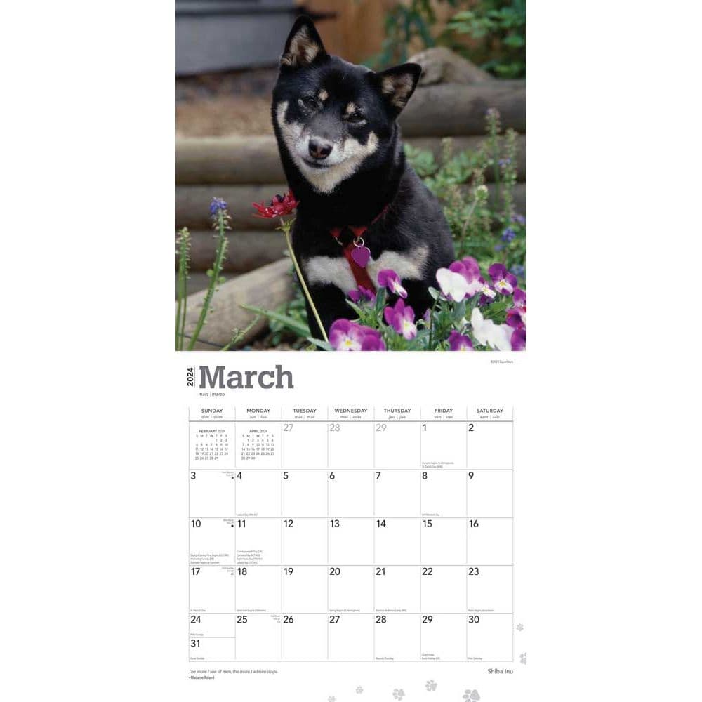 Shiba Inu 2024 Wall Calendar