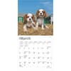 image Cavalier King Charles Puppies 2025 Mini Wall Calendar