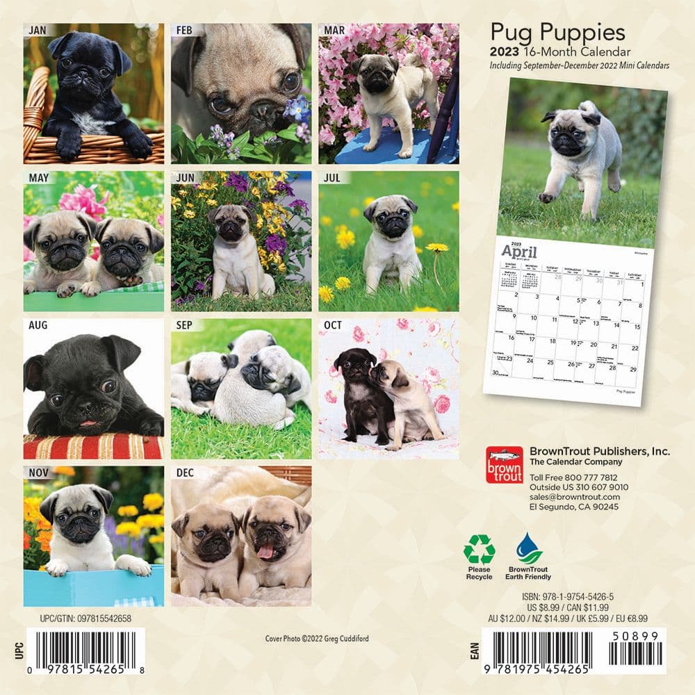 Pug Puppies 2023 Mini Wall Calendar 7x7 - Calendars.com