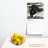 image Portuguese Water Dogs 2024 Wall Calendar Third Alternate Image width=&quot;1000&quot; height=&quot;1000&quot;