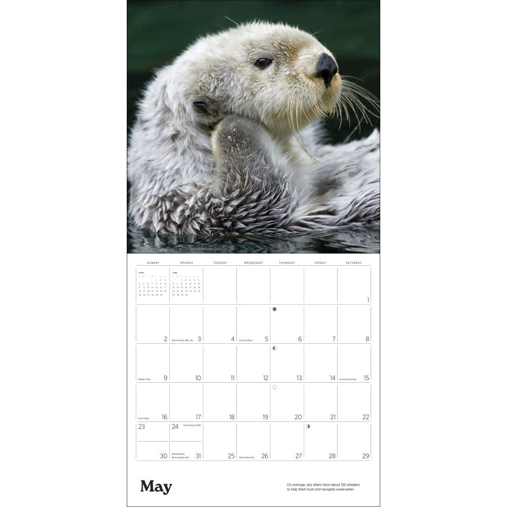 Sea Otters 2027 Wall Calendar Second Alternate Image