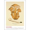 image Mushroom Botanicals 2026 Wall Calendar Third Alternate Image
