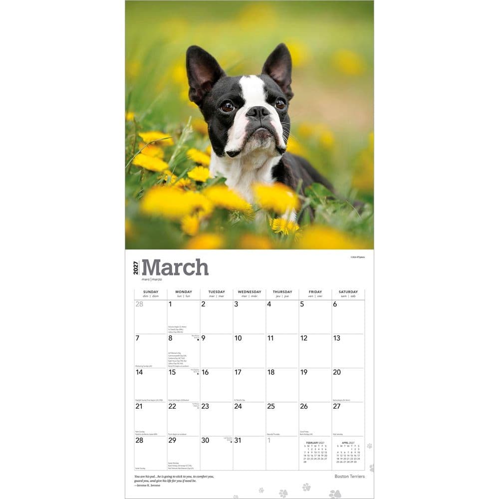 Boston Terriers 2027 Wall Calendar Second Alternate Image