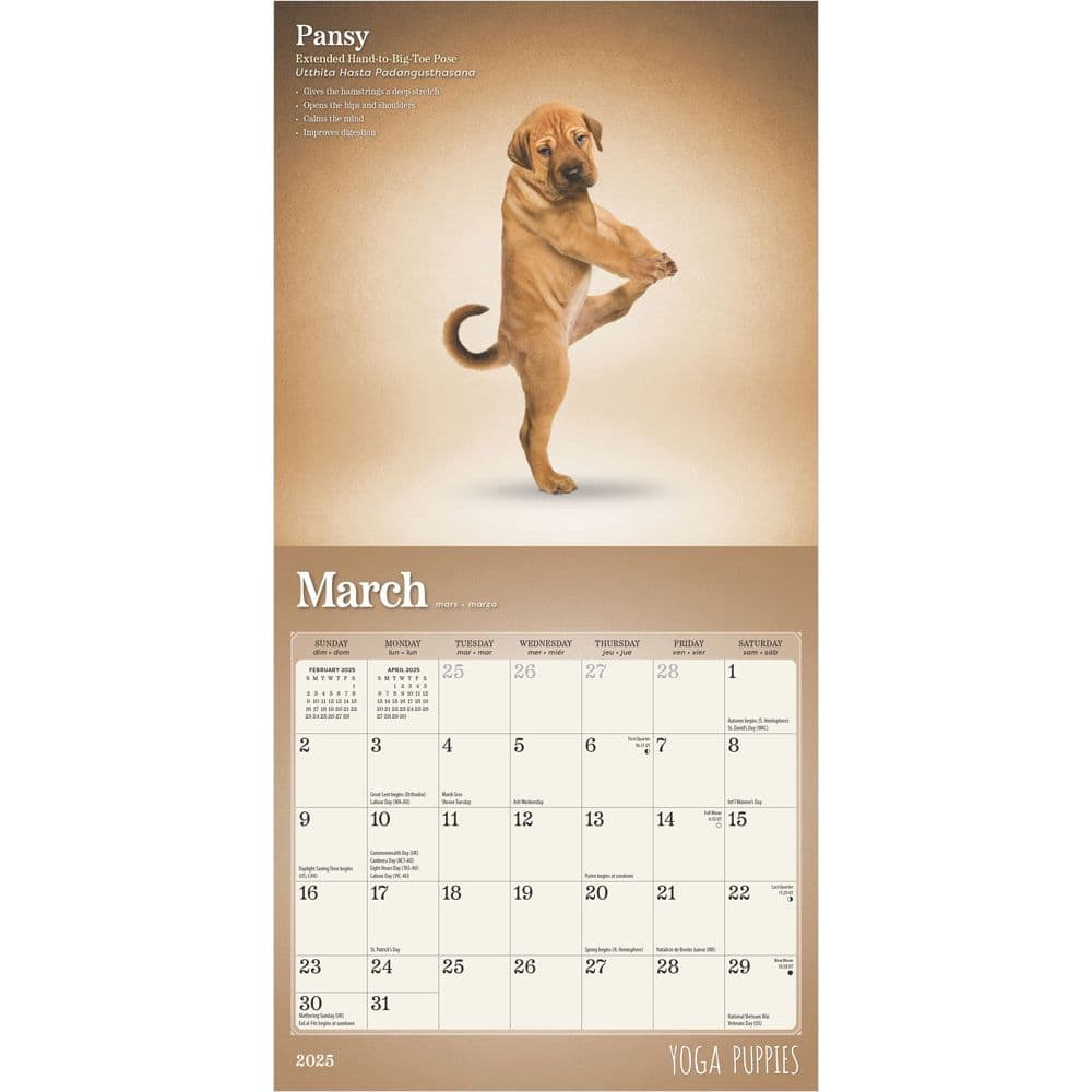 Yoga Puppies 2025 Mini Wall Calendar First Alternate  Image width=&quot;1000&quot; height=&quot;1000&quot;