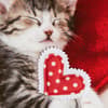 image Photo Kitten And Heart Pillows Valentine&#39;s Day Card Fifth Alternate Image width=&quot;1000&quot; height=&quot;1000&quot;