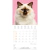 image Cool Cats 2025 Wall Calendar Second Alternate Image width="1000" height="1000"