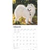 image Samoyeds 2025 Wall Calendar