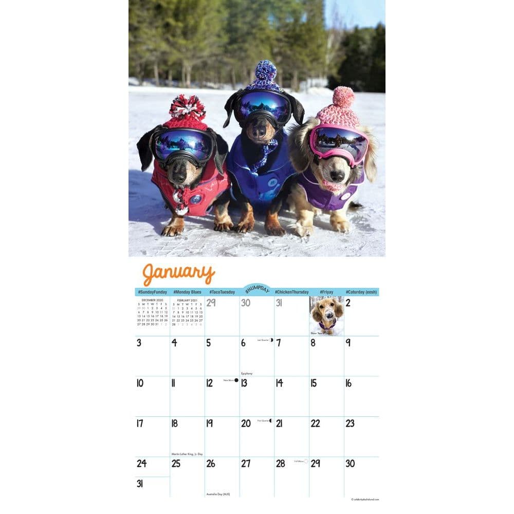 Crusoe the Celebrity Dachshund Wall Calendar