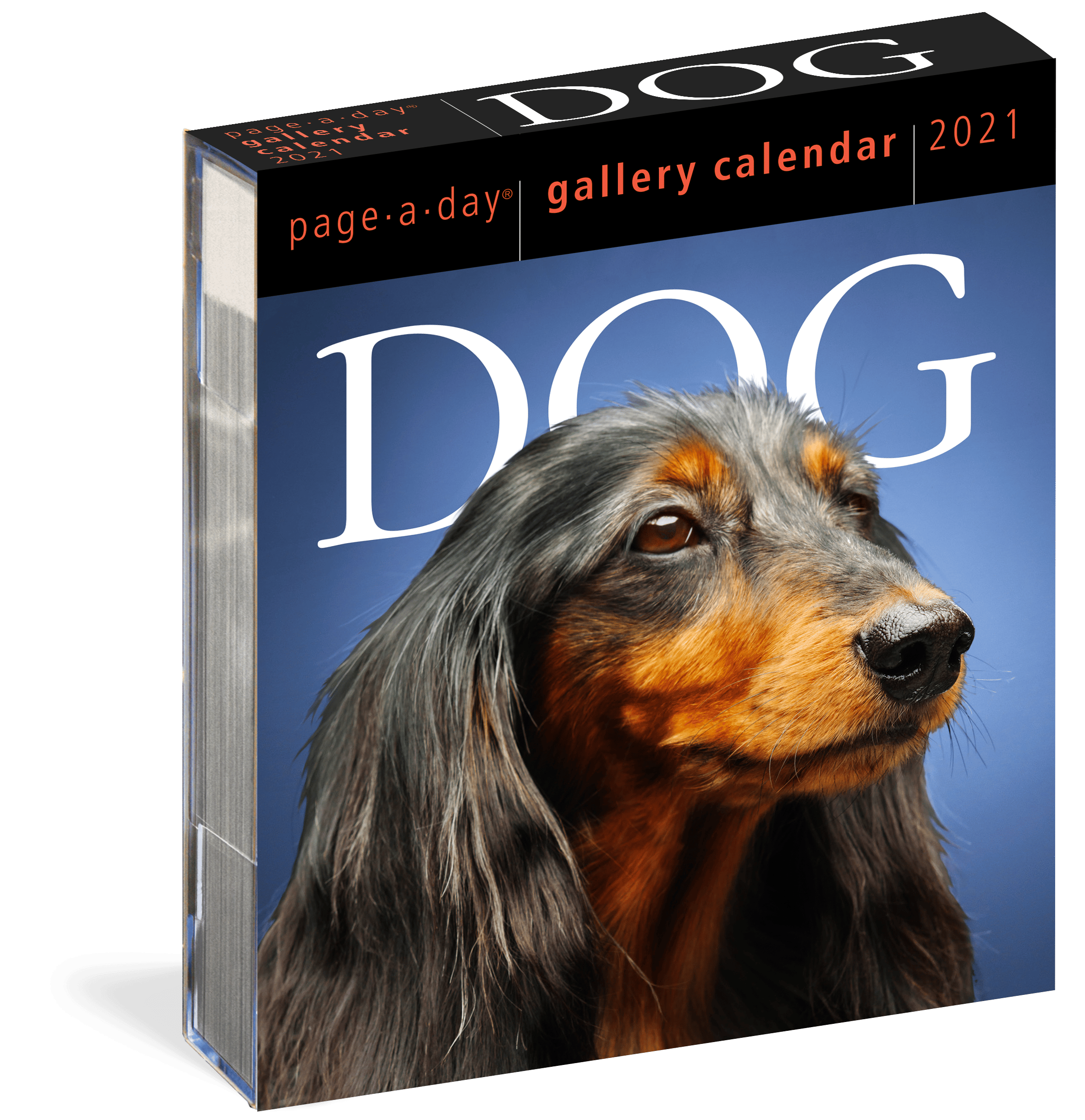 Dog Gallery Desk Calendar