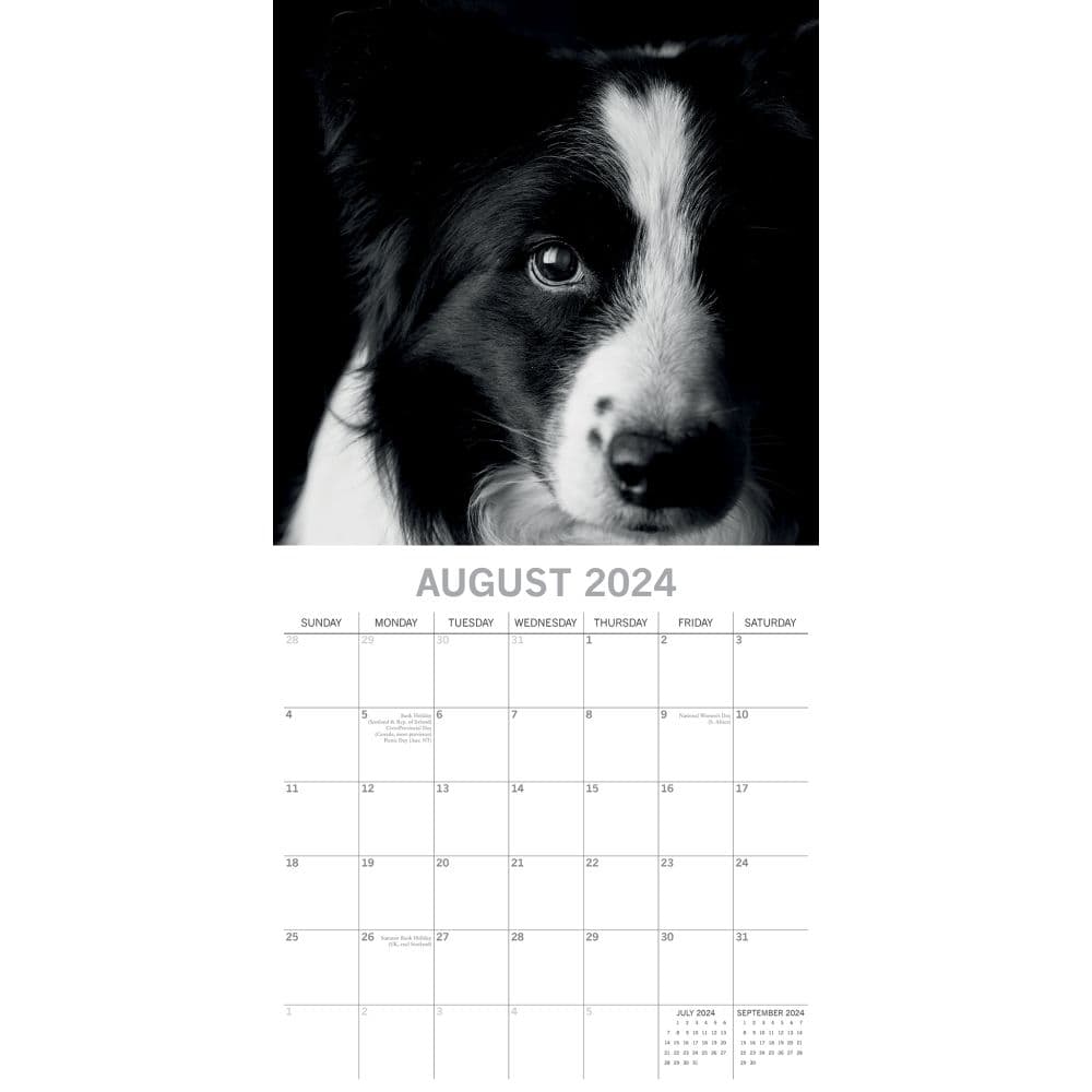 Dog Portraits 2024 Wall Calendar Calendars Com   1cd6f76b 7831 4210 8525 E18adbcdb226