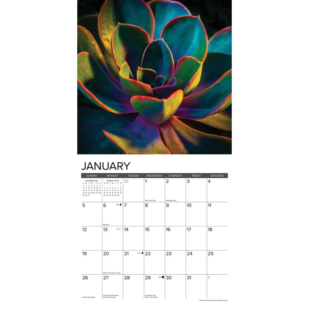 Succulents 2025 Wall Calendar Second  Alternate Image width=&quot;1000&quot; height=&quot;1000&quot;