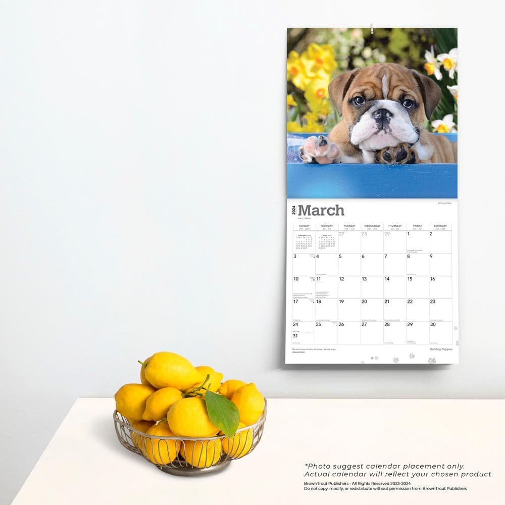 Bulldog Puppies 2024 Wall Calendar