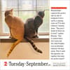 image Cats 365 2025 Desk Calendar Alt3