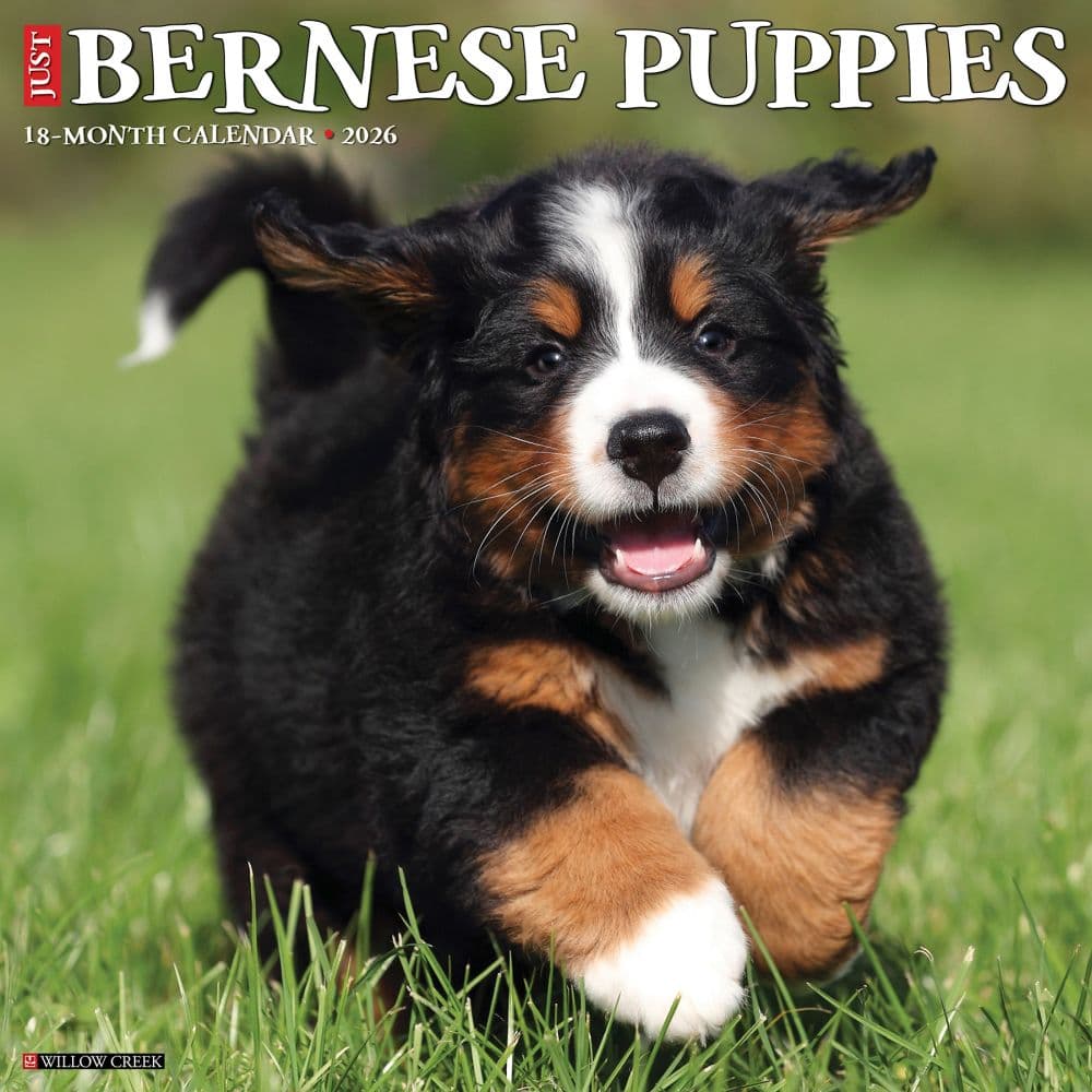Just Bernese Mountain Puppies 2026 Wall Calendar Main Image