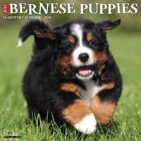 image Just Bernese Mountain Puppies 2026 Wall Calendar Main Image