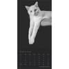 image Cat Regal Portrait Series 2025 Wall Calendar Second Alternate Image