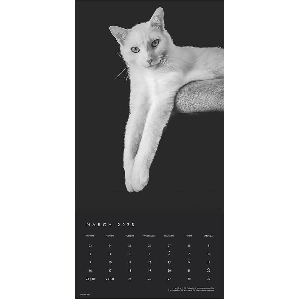 Cat Regal Portrait Series 2025 Wall Calendar Second Alternate Image