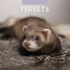 image Ferrets 2025 Wall Calendar Main Image