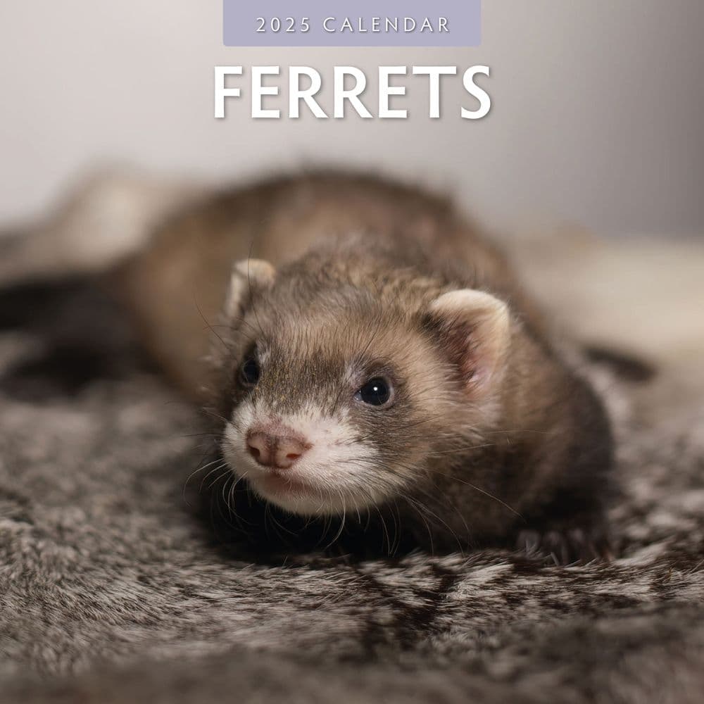 Ferrets 2025 Wall Calendar Main Image