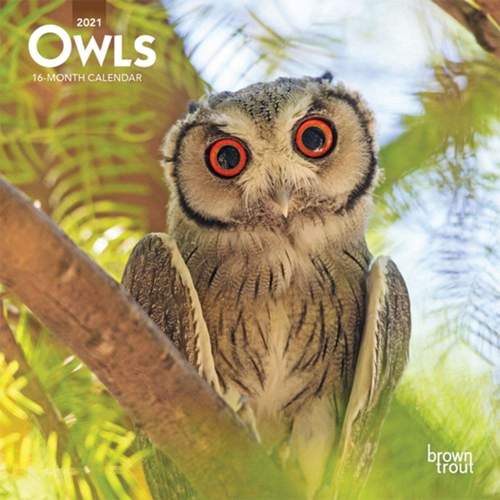 Owls Mini Wall Calendar