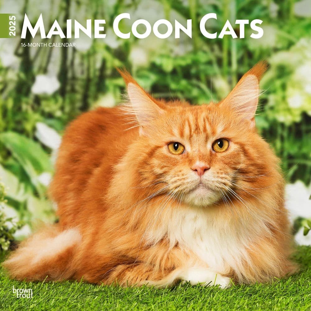 Maine Coon Cats 2025 Wall Calendar