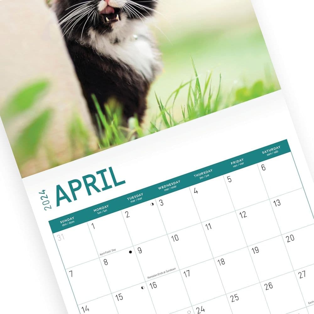 Tuxedo Cats 2024 Wall Calendar - Calendars.com