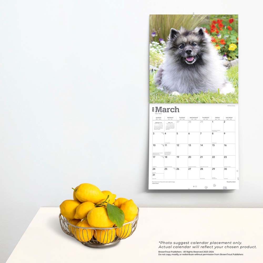 Keeshonden 2024 Wall Calendar