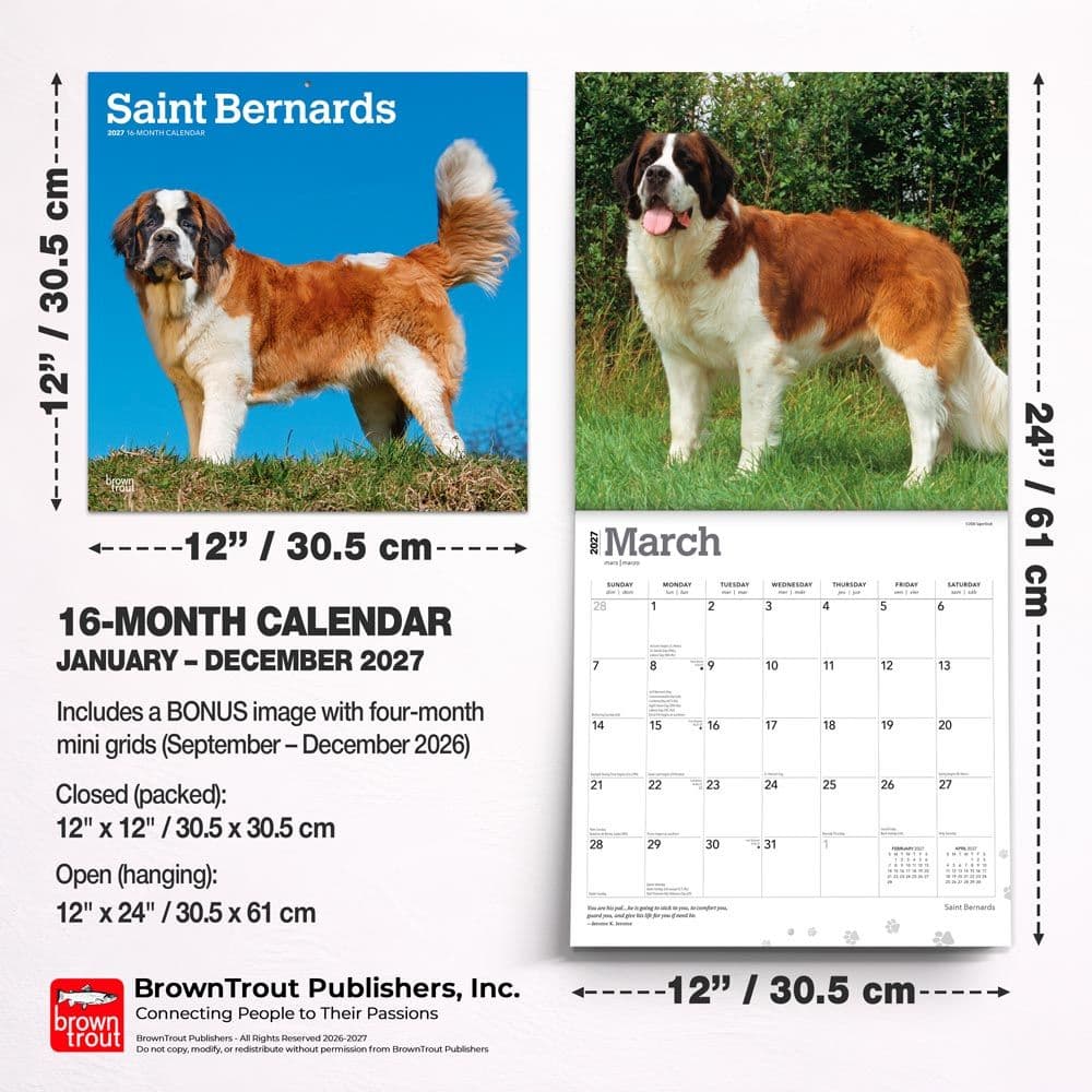 Saint Bernards 2027 Wall Calendar Seventh Alternate Image