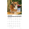 image Chihuahua Rules 2026 Wall Calendar Second Alternate Image
