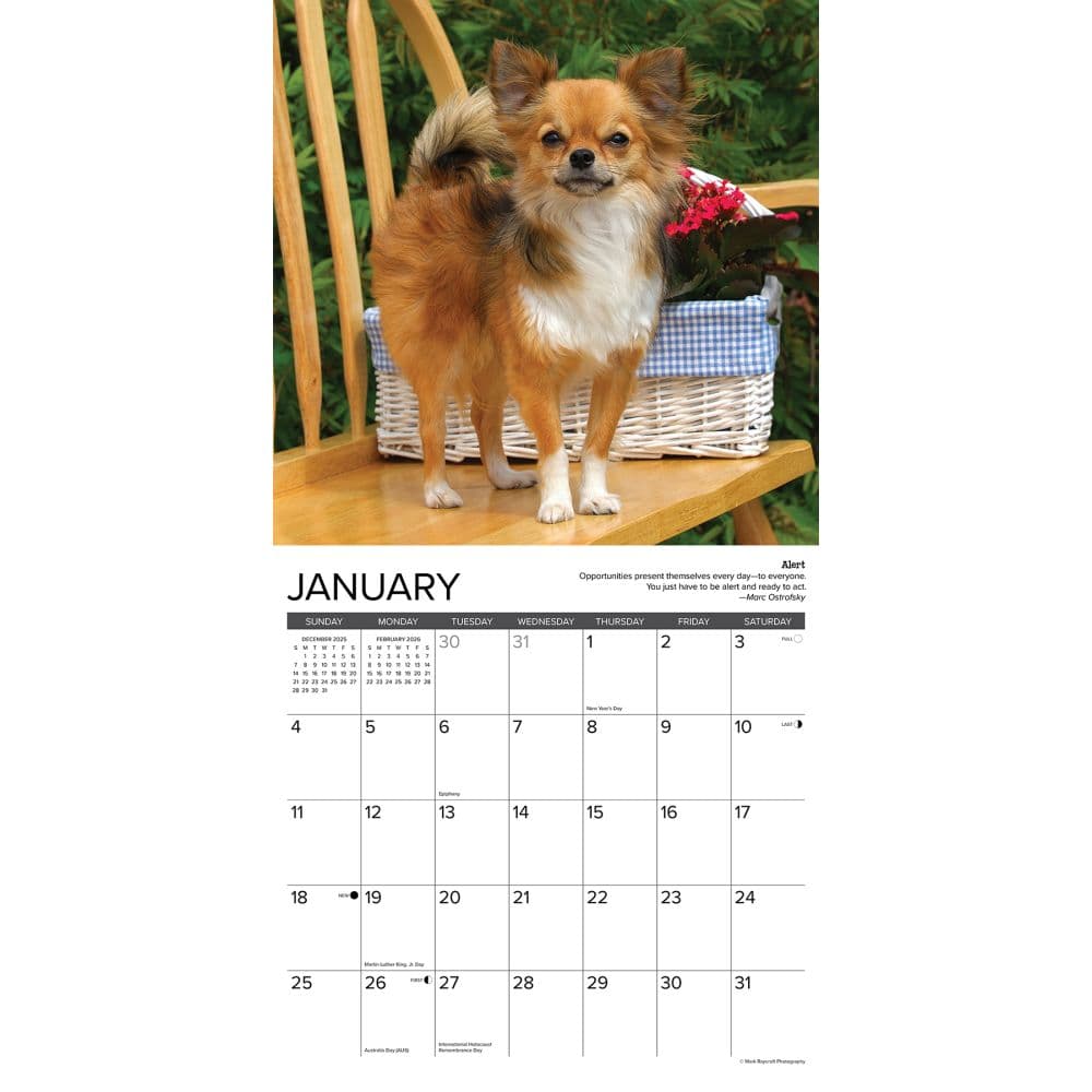 Chihuahua Rules 2026 Wall Calendar Second Alternate Image