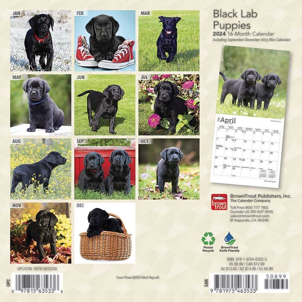Lab Black Puppies 2024 Mini Wall Calendar First Alternate Image width=&quot;1000&quot; height=&quot;1000&quot;