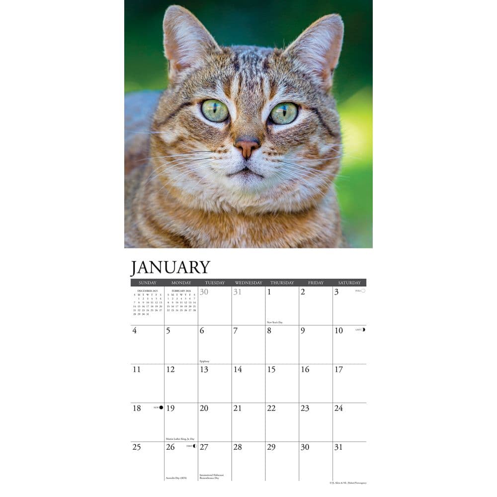 Tabby Cats 2026 Wall Calendar Second Alternate Image