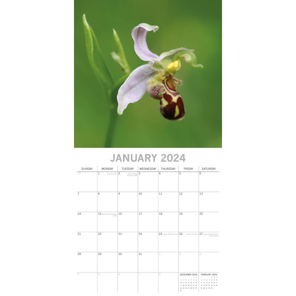 Orchids 2024 Wall Calendar Calendars Com   1dc0017c 3a01 4d09 B7b6 4004e5f2845a