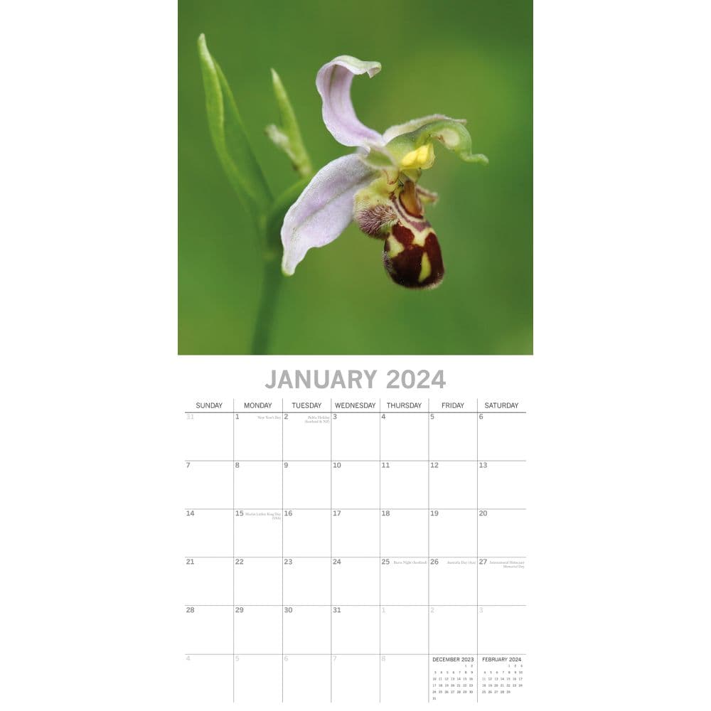 Orchids 2024 Wall Calendar Second Alternate Image width=&quot;1000&quot; height=&quot;1000&quot;